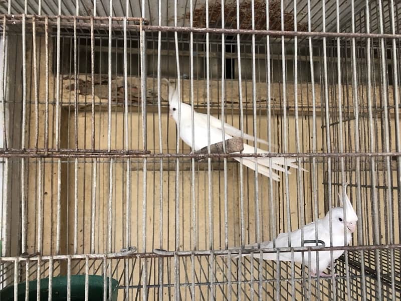 cockatiel eno red eyes 4 pair 4