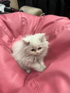 White Persian Kitten 75 Days Old