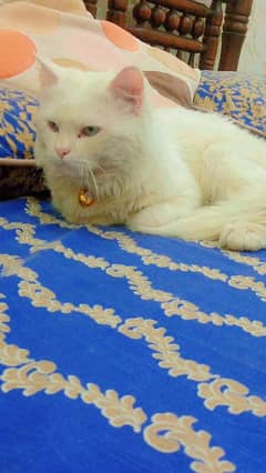 persian cat