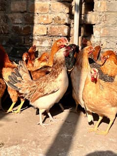 Golden | Misri | Desi Hens & Golden eggs