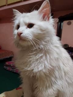 White Male Persian