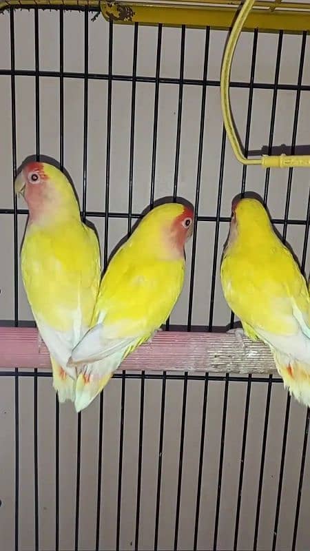 lutino lovebirds 5piece 1 full adult hai 18munth+ hai 4piece 6to7m+ ha 0