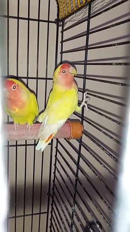 lutino lovebirds 5piece 1 full adult hai 18munth+ hai 4piece 6to7m+ ha 1