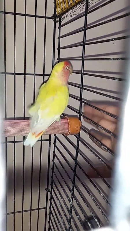 lutino lovebirds 5piece 1 full adult hai 18munth+ hai 4piece 6to7m+ ha 2