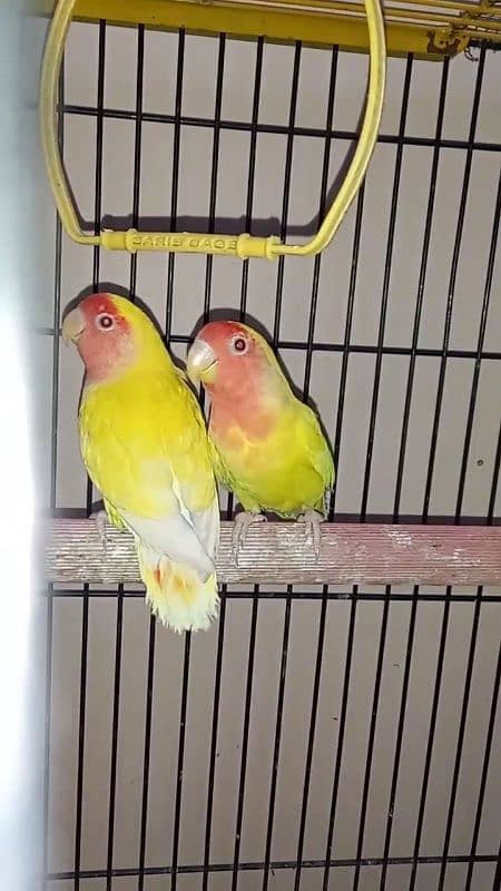 lutino lovebirds 5piece 1 full adult hai 18munth+ hai 4piece 6to7m+ ha 3