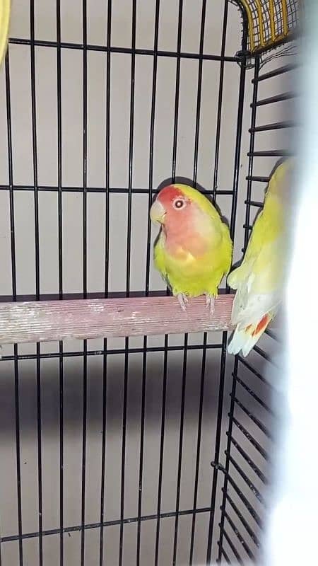 lutino lovebirds 5piece 1 full adult hai 18munth+ hai 4piece 6to7m+ ha 4