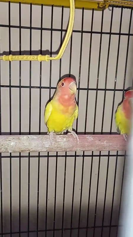 lutino lovebirds 5piece 1 full adult hai 18munth+ hai 4piece 6to7m+ ha 5