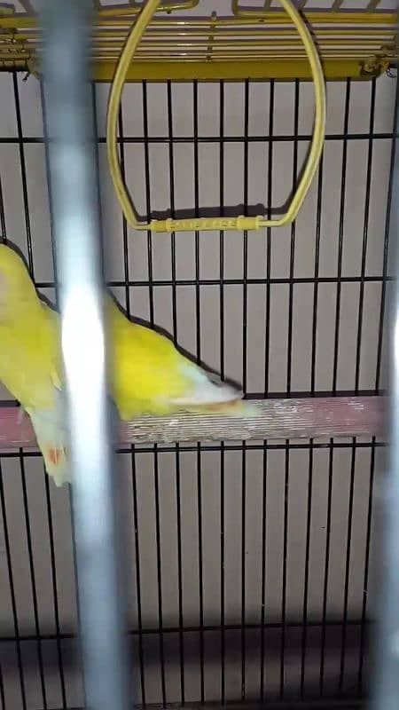 lutino lovebirds 5piece 1 full adult hai 18munth+ hai 4piece 6to7m+ ha 6