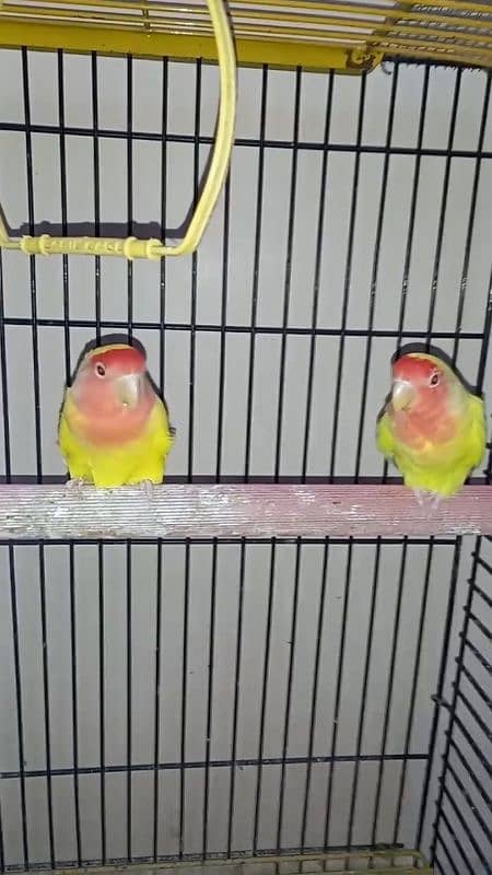 lutino lovebirds 5piece 1 full adult hai 18munth+ hai 4piece 6to7m+ ha 7