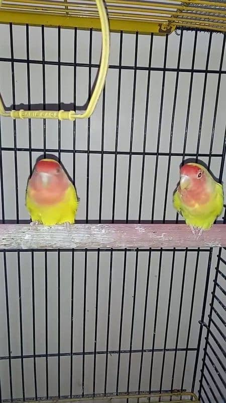 lutino lovebirds 5piece 1 full adult hai 18munth+ hai 4piece 6to7m+ ha 8