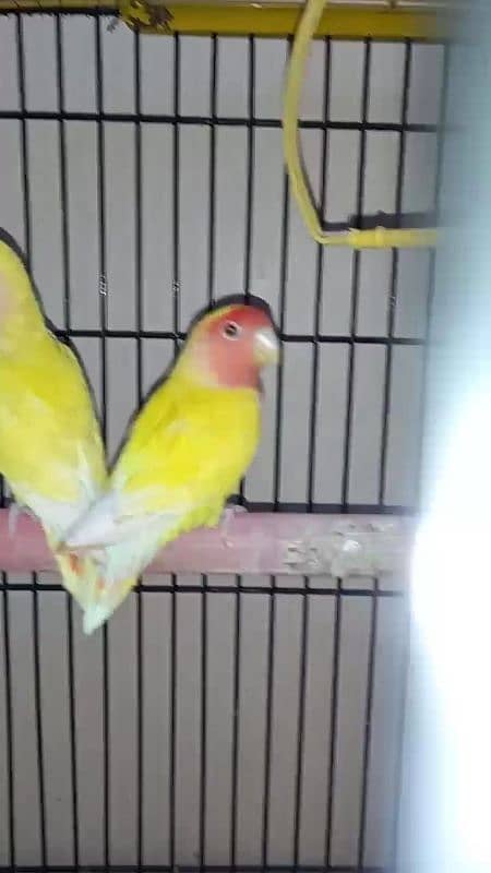 lutino lovebirds 5piece 1 full adult hai 18munth+ hai 4piece 6to7m+ ha 9