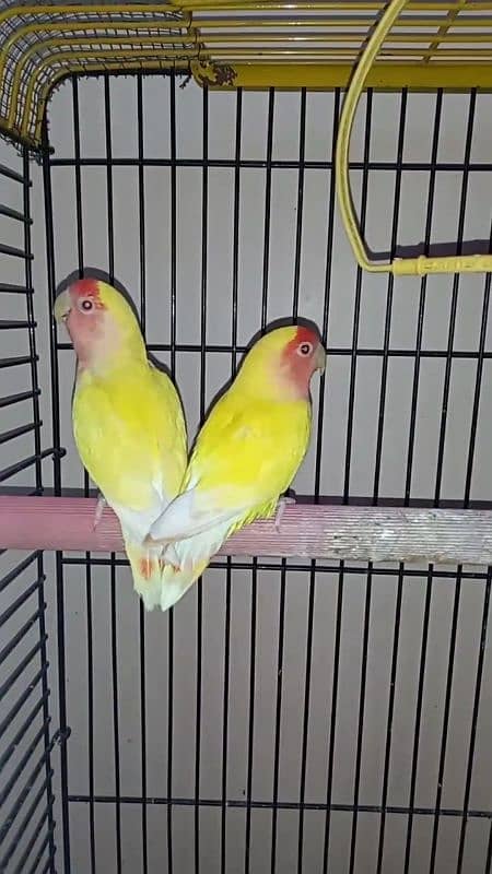 lutino lovebirds 5piece 1 full adult hai 18munth+ hai 4piece 6to7m+ ha 10