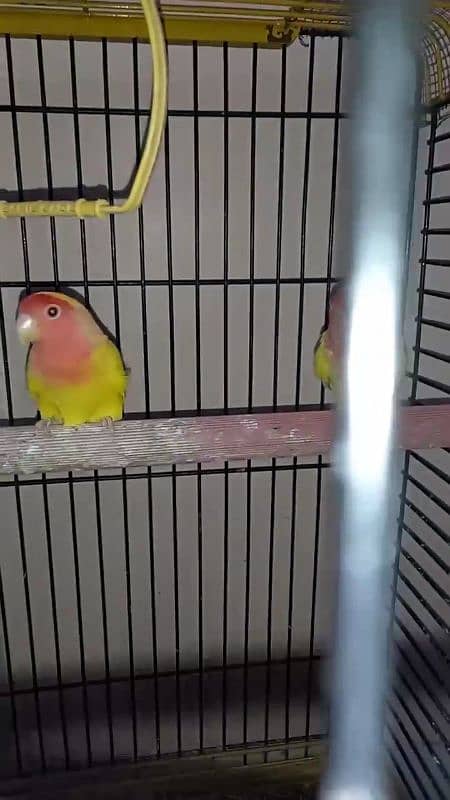 lutino lovebirds 5piece 1 full adult hai 18munth+ hai 4piece 6to7m+ ha 11