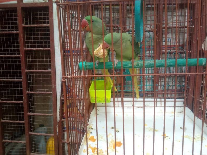 RAW PARROT PAIR 0