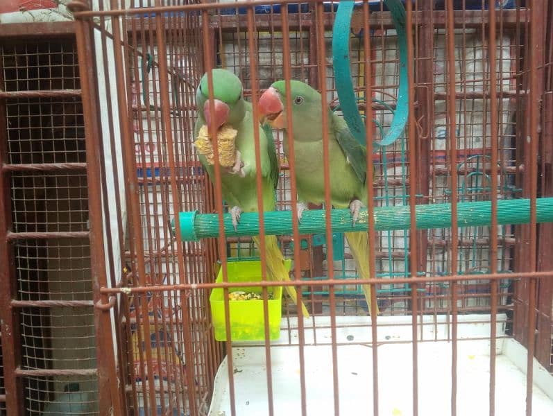 RAW PARROT PAIR 1