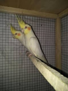 Common Cocktail Breeder Pair and Gry Breeder Male