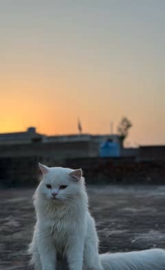 persian cat