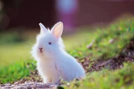 Fancy Bunnies & Rabbits for Sale (Islamabad /Rwp)