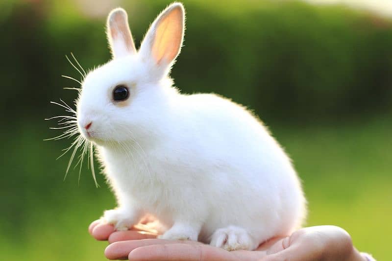 Fancy Bunnies & Rabbits for Sale (Islamabad /Rwp) 1