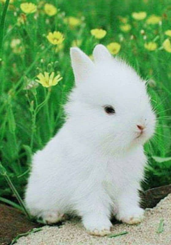 Fancy Bunnies & Rabbits for Sale (Islamabad /Rwp) 2