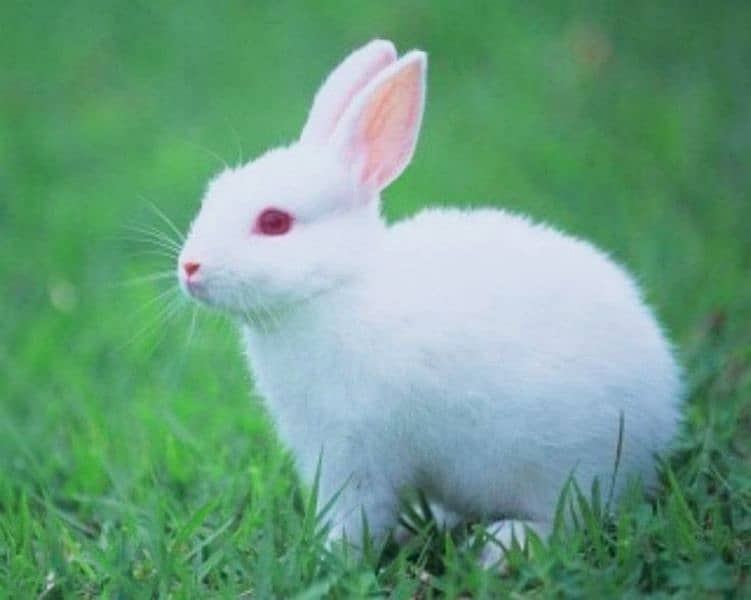 Fancy Bunnies & Rabbits for Sale (Islamabad /Rwp) 3