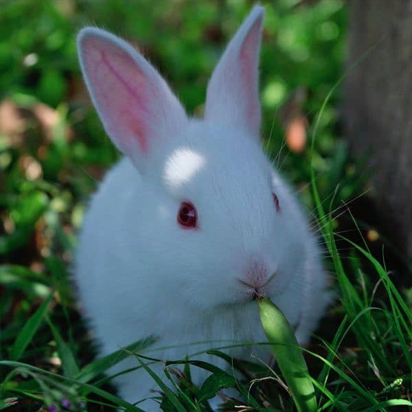 Fancy Bunnies & Rabbits for Sale (Islamabad /Rwp) 4