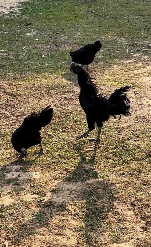 Ayam Cemani Gray tongue 0