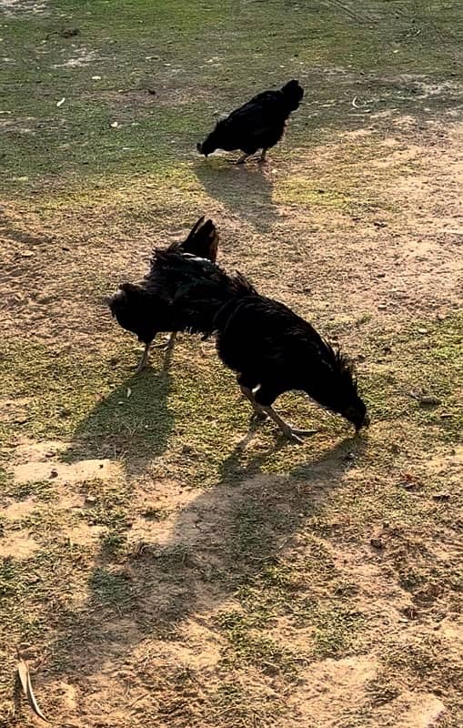 Ayam Cemani Gray tongue 1