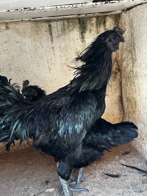 Ayam Cemani Gray tongue 2