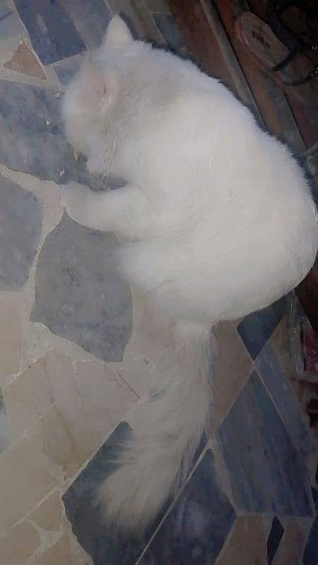 white cat 0