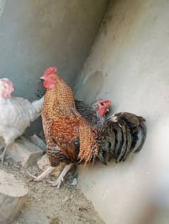 Desi Hens Set Of 3