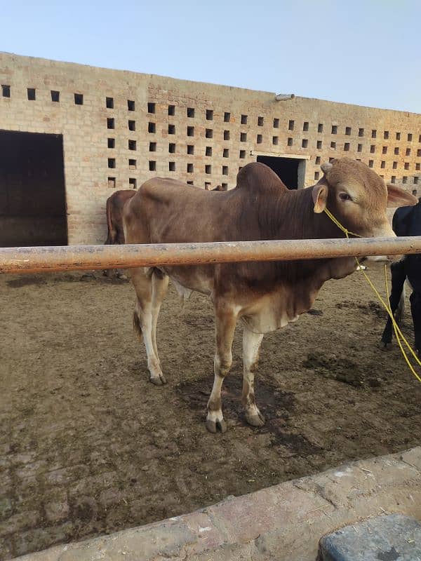 bull nsli sohna 2