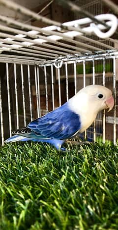 Blue violet opaline split Pale fellow male healthy and active playful