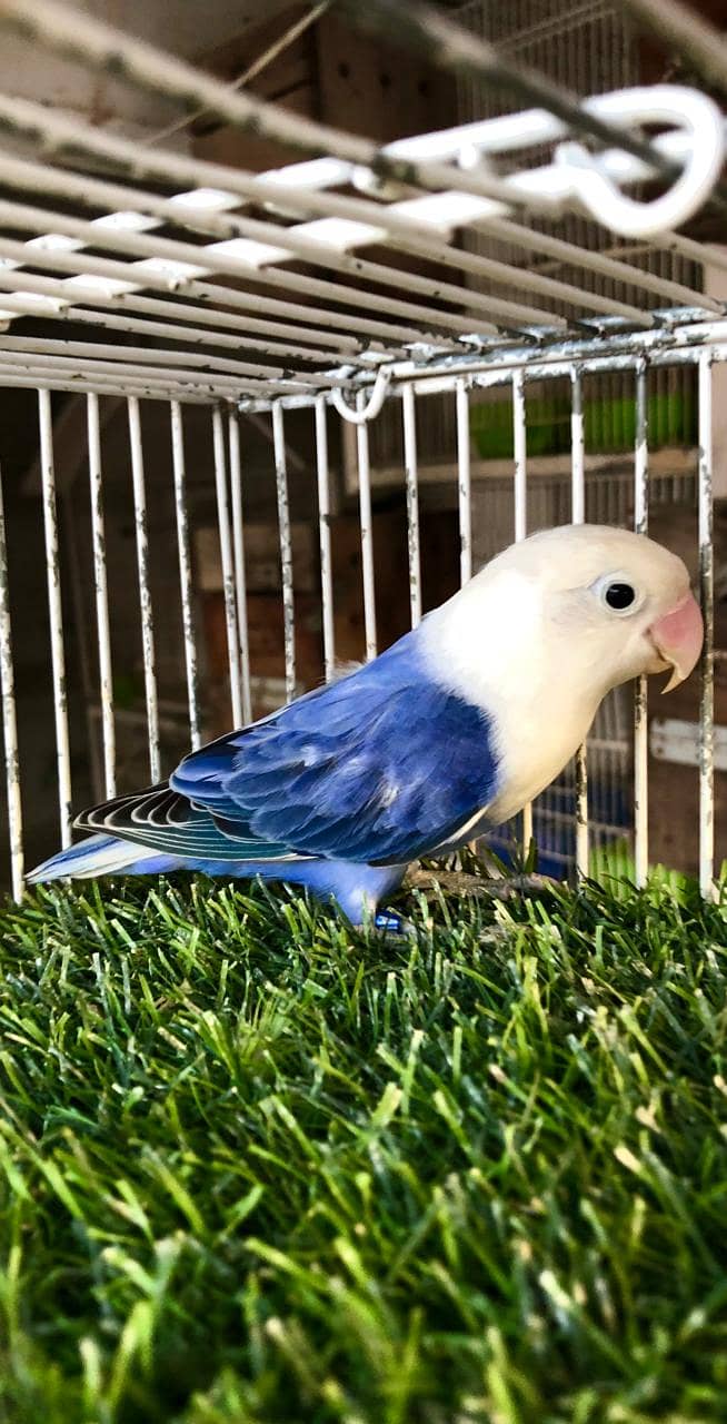 Blue opaline split Pale fellow male 0