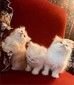 PERSIAN KITTENS