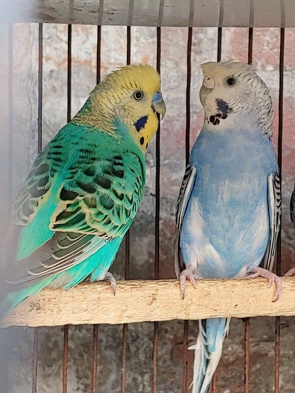 Australian Parrot Healthy Active Pair Ready To Breed 0