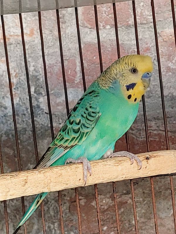 Australian Parrot Healthy Active Pair Ready To Breed 1