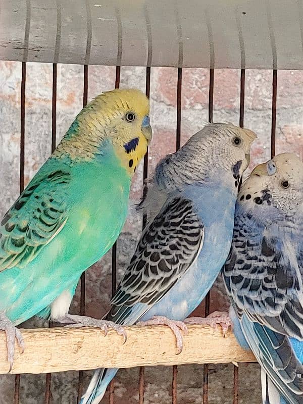 Australian Parrot Healthy Active Pair Ready To Breed 2