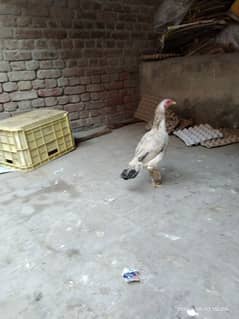 aseel madi location hafizabad city boht he achi female