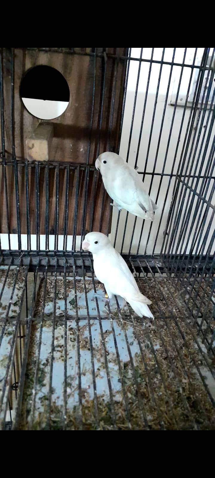 Albino red eye split breeder pair 0