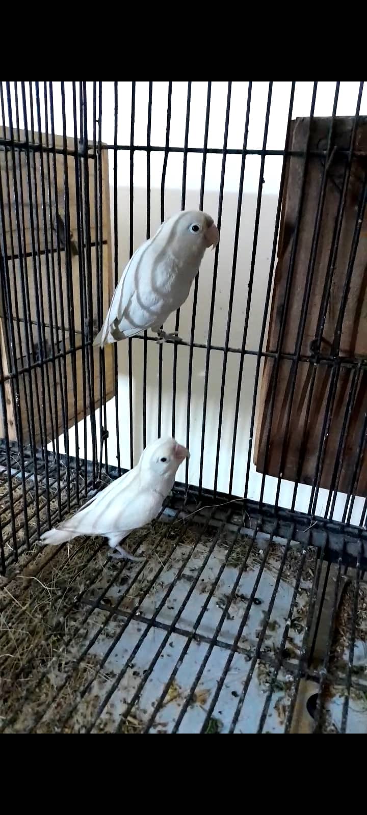 Albino red eye split breeder pair 1