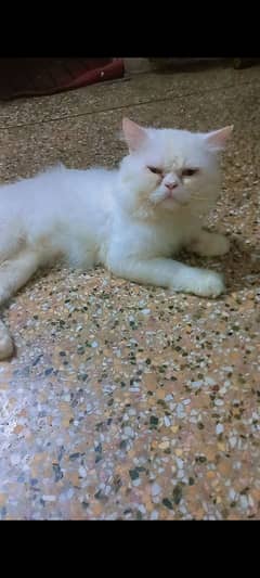 cat male for urgent breeder bila