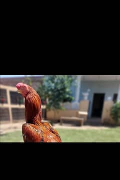 indian parrot beak chicks for sale