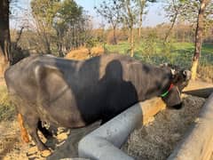 Bahut he pyari gar ki buffalo ha bhut acha milk ha