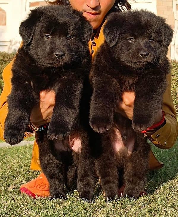 Black German shepherd puppies available for sale 0