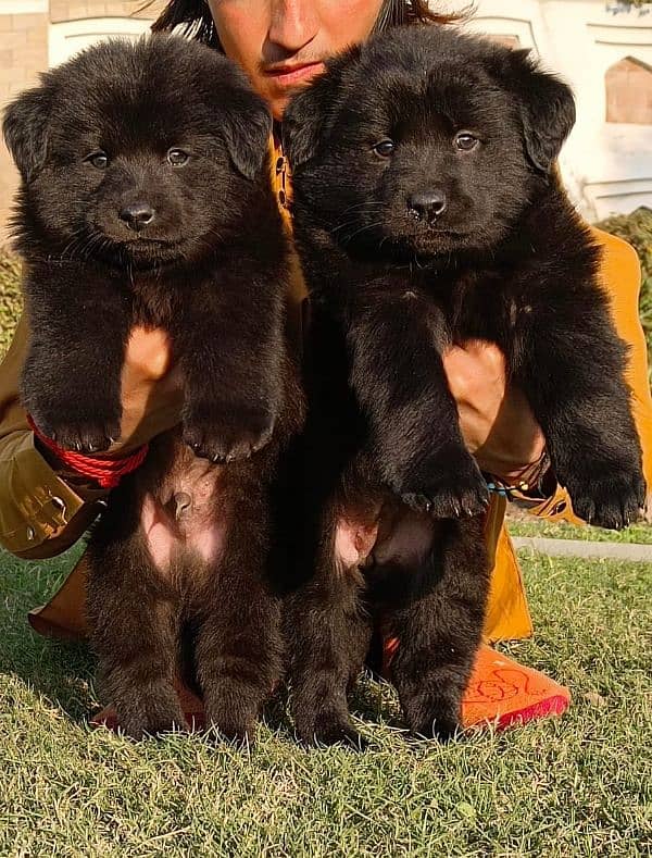 Black German shepherd puppies available for sale 1