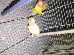 love bird