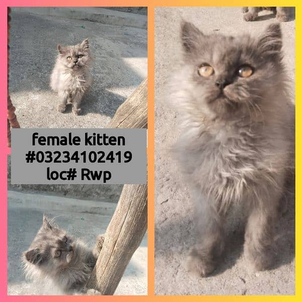 persian female kitten triple coat for sale 0