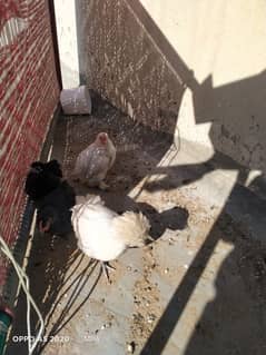 Two Polish & three Bantum Chicks for sale