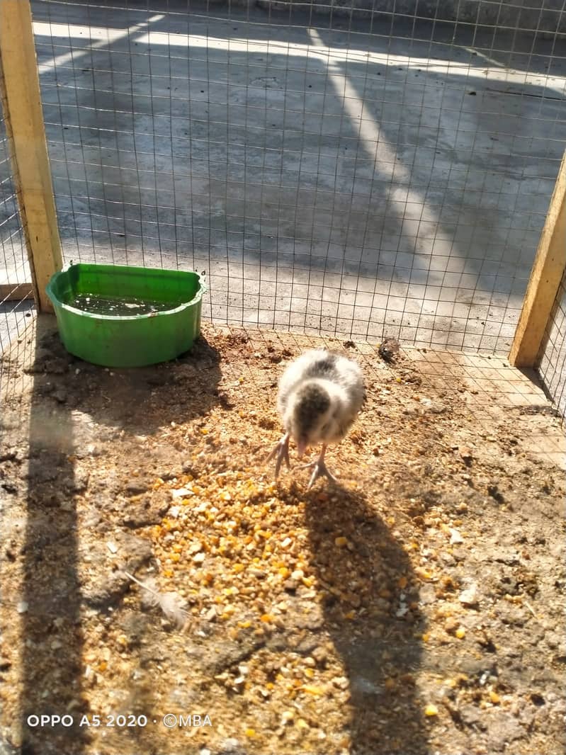 Two Polish & three Bantum Chicks for sale 1